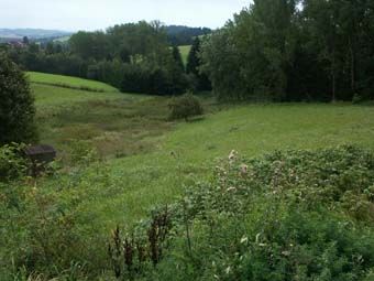 Feuchtwiesenbrachen sind inzwischen ein charakteristisches Landschaftselement geworden; bei Neufelden.