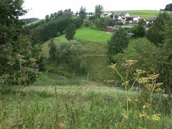 Extensive Beweidung zur Offenhaltung eines verwaldungsbedrohten Talgrabens, daneben aufgeforstete Parzellen; Langhalsen bei Neufelden.