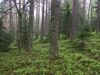 Teils äußerst magere Föhrenmischwälder sind im Osten der Raumeinheit sehr verbreitet; Folgeaufwuchs aus Fichte und Eiche; Bergen bei Unterweitersdorf.