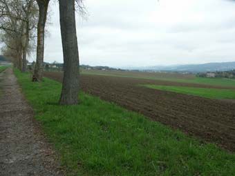 Agrarlandschaft am Rand des Freistädter Beckens; Pernau bei Neumarkt/Mkr.