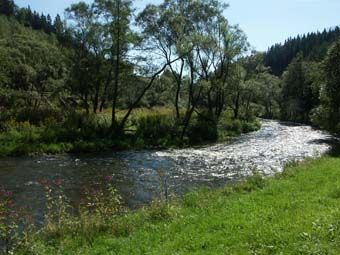 Große Mühl bei Pürnstein mit Drüsigem Springkraut und Bruchweiden entlang der Ufer und Sonnenhut-Hochstaudenflur (Mitte links).