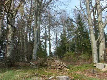 Plentrig aufgebauter montaner Buchenmischwald bei Schönberg bei Rohrbach.