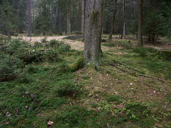 Subalpin anmutender naturnaher Fichtenwald, aber in 400 m Seehöhe und mit etwas Eichenbeimischung; bei Bergen bei Unterweitersdorf.