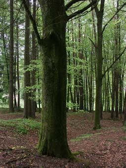 Wüchsiger Buchen-Hallenwald bei Bergen bei Unterweitersdorf.