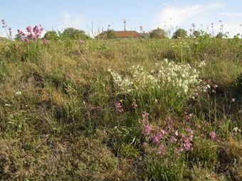 Pechnelken-Wegböschung mit Quendel und Nickendem Leimkraut im Dürrefrühjahr 2007; östlich Alberndorf.