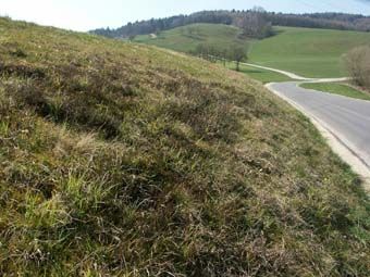 Sehr magerer, geböschter Wiesensaum mit Heidekraut in der südlichen Lachstatt am Pfenningberg.