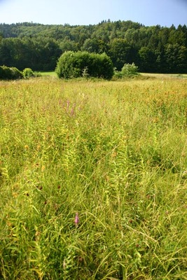 Feuchtbrache bei Teuflbach