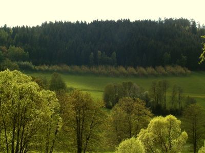 Aufforstungen von Laubhölzern am Rand eines Fichtenforstes oberhalb von Damreith nördlich von Haslach 