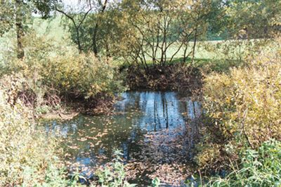 Ein künstlich angelegter Teich nördlich von Desselbrunn