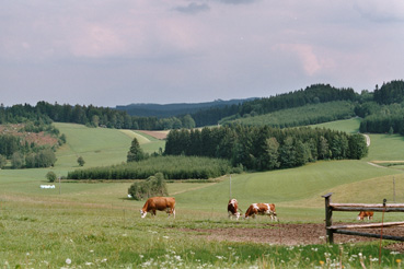 Weidewirtschaft und Aufforstungsflächen in Gugu