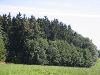 Fichtenforst mit Laubholz-reichem Mantel