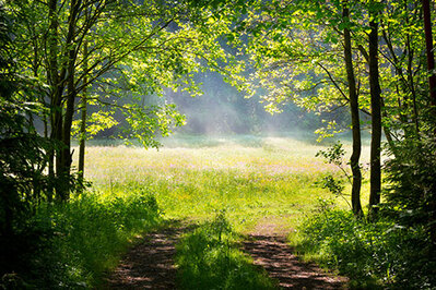 Nebel über einer Waldwiese