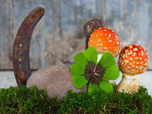 Glücks-Kleeblatt, Hufeisen und Fliegenpilze