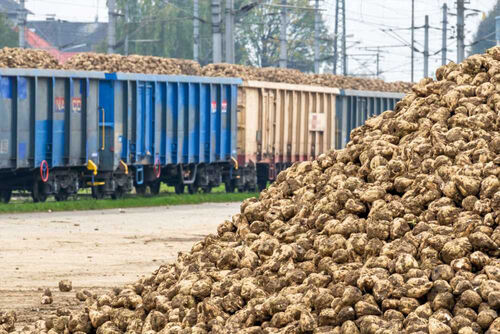 Güterzug-Waggone gefüllt mit Zuckerrüben  