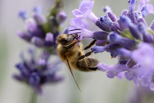 Blüte mit einer Biene