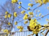 Monatssieger März – Biene auf der Kornelkirsche, Magdalena Gavino-Schlager, Bienenfreundliche Gemeinde Vöcklabruck