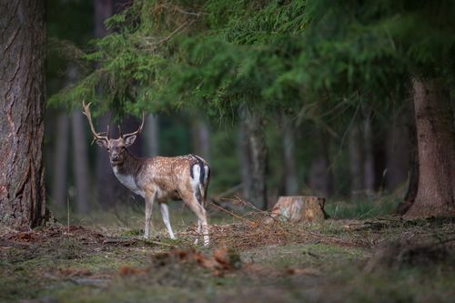 Rehbock steht im Wald