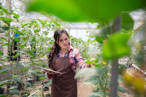 Junge Frau mit Tablet in der Hand prüft Pflanzen in einem Glashaus 