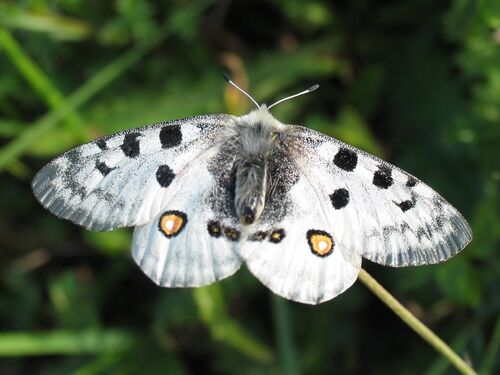 Schmetterling, Apollofalter