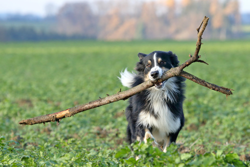 Australian Shepherd läuft mit einem Stock im Maul über eine Wiese 
