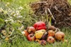Kompostzutaten: Vertrocknete Blumen und Kräuter, Äste und Holzreste sowie altes Obst und Gemüse in kleinen Haufen