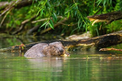 Biber schwimmt im Wasser, im Hintergrund ins Wasser ragende Äste