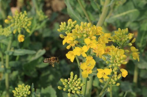 Eine Biene fliegt zu einer Rapsblüte