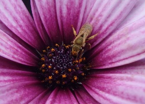 Biene auf einer Blume 