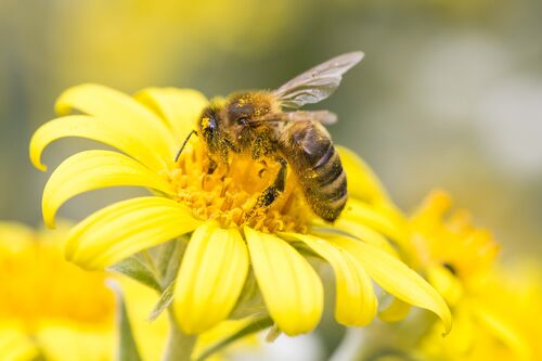 Biene, überall voll von Blütenstaub, sitzt inmitten einer Blüte