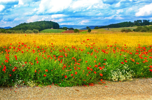 Ein Getreidefeld mit einer angrenzenden Blumenwiese.