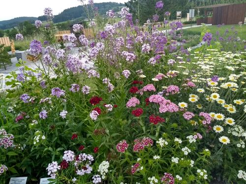 Blumenwiese, Motiv aus der Landesgartenschau 2019 in Aigen-Schlägl