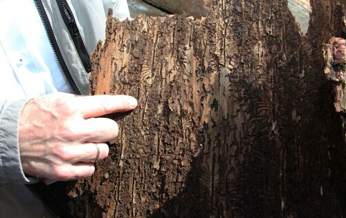 Finger zeigt auf eine Baumrinde, in der die Fressgänge der Borkenkäferlarven klar zu sehen sind.