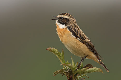 Vogel auf einem Ast