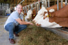 Landesrat Max Hiegelsberger füttert Kühe in einem Kuhstall