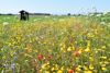 Wiese mit verschiedenen Blumen, im Hintergrund Acker und Wald