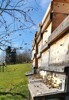 Monatssieger Februar Bienen bei der Arbeit, Sabine Eisschiel aus der Bienenfreundlichen Gemeinde Aigen-Schlägl