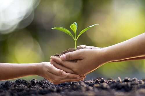 Hände zweier Menschen halten gemeinsam etwas Erde, aus der eine frisch gekeimte Pflanze wächst