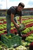 Foto wurde im vergangenen Jahr aufgenommen. Erntehelfer bei der Salaternte