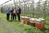 v.l.: Andreas Platzer (Imkerschule Südtirol), Franz Allerstorfer (Oö. Obstbauern), Agrar-Landesrätin Michaela Langer-Weninger und LK-OÖ-Präsident Franz Waldenberger stehen nebeneinander in der Wiese. Daneben vier Bienenstöcke und dahinter ein blühender Obstgarten..