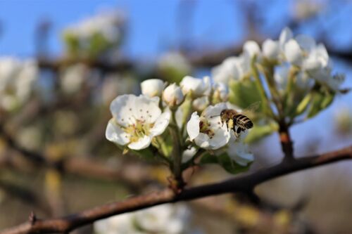 Eine Biene auf einer Obstbaumblüte