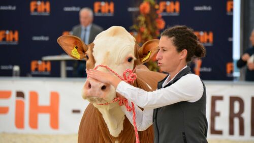 Eine Frau führt eine Kuh auf einem Ausstellungsplatz in einer Halle vor