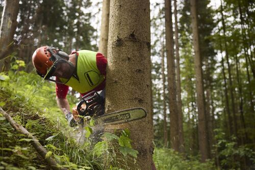 Forstarbeiter beim Baumfällen
