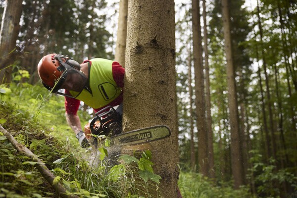 Forstarbeiter beim Baumfällen