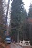 Große Fichte in einem Wald, daneben Forstarbeiter mit Motorsäge, ein Kranwagen auf einem Forstweg