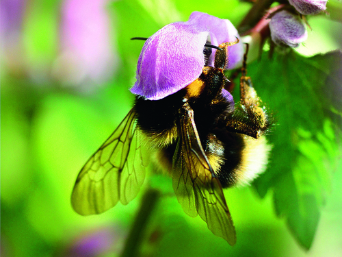 Gartenhummel auf einer Taubnessel