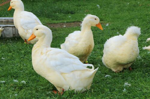 Hausenten auf einer Wiese