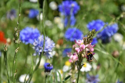 Hummel auf einer Blüte