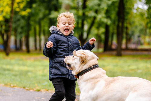 In einem Park fürchtet sich ein kleines Kind vor einem großen Hund.
