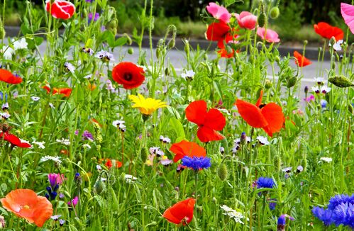 Blumenwiese, Straße