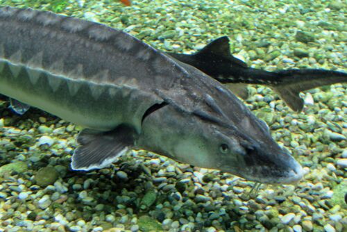 Ein Sterlet im Aquarium Engelhartszell.